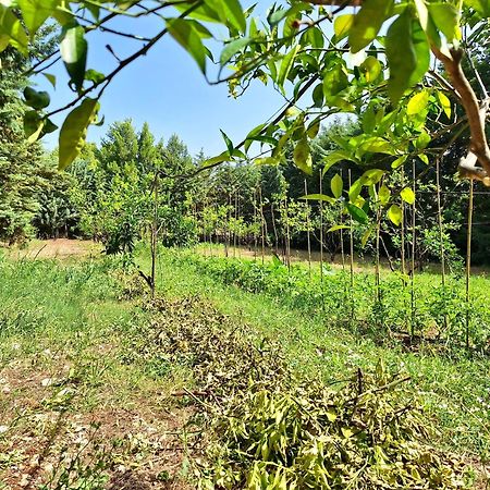 Villa Amica 维耶斯泰 外观 照片